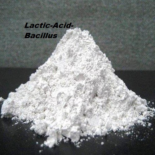 Lactic Acid Bacillus Powder Supplier And Exporter-Promois International ...